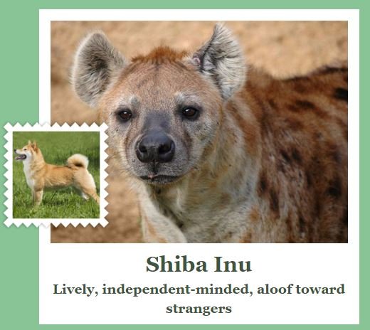 Hyena identified as Shiba Inu - Microsoft Fetch! app